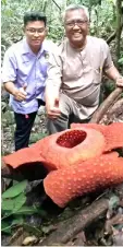  ??  ?? Awang Putra (left) and Abang Abdul Mutalib of Sarawak Forestry Corporatio­n with the Rafflesia in the foreground at Gunung Gading.