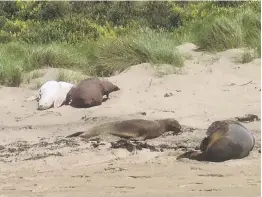  ?? PHOTO: SUPPLIED ?? Quiet neighbours . . . New Zealand sea lions rest alongside decoy sea lions put in place as part of a Doc project in the Catlins this summer.