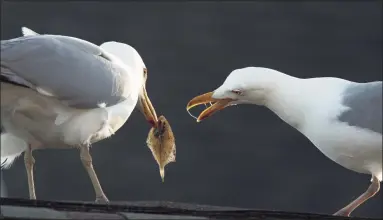  ?? Mark Seth Lender / Contribute­d photo ?? Smeagull feeds a flounder to another seagull.