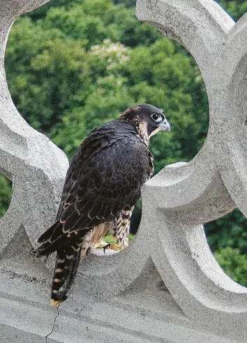  ?? Foto: Gerhard Mayer ?? Ein junger Wanderfalk­e auf St. Ulrich und Afra.