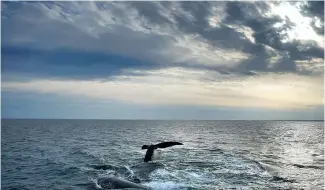  ?? ?? Un couple de baleines franches de l'Atlantique Nord interagit à la surface de la baie de Cape Cod.