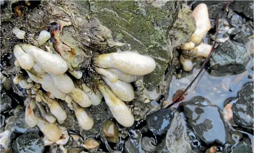  ?? SUPPLIED ?? The marine pest Eudistoma elongatum has been found at Sandspit and the Mahurangi Harbour.