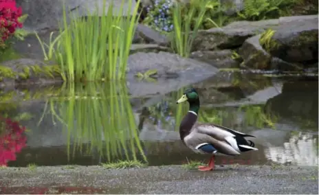  ?? DREAMSTIME ?? A water feature in your yard, be it an elaborate pond or a simple bird bath, will help creatures grow and thrive, gardening expert Mark Cullen advises.