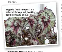  ??  ?? Begonia ‘Red Tempest’ is a natural show plant, looking good from any angle!