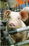  ?? Foto: S. Sartor ?? Auf dem Moorversuc­hsgut in Oberschlei­ßheim werden Schweine für die Forschung gezüchtet.