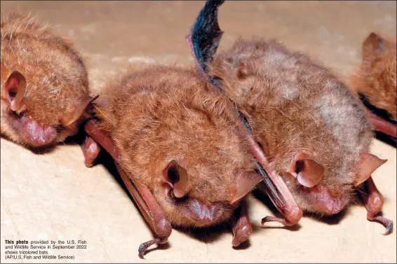  ?? (AP/U.S. Fish and Wildlife Service) ?? This photo provided by the U.S. Fish and Wildlife Service in September 2022 shows tricolored bats.