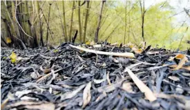  ?? ?? Burnt bamboo show how close a bushfire came to the main road in Jacks Hill.