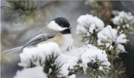  ?? CHRIS MIKULA ?? Small animals and birds like this black-capped chickadee are built to weather the cold, either through metabolism or insulation.