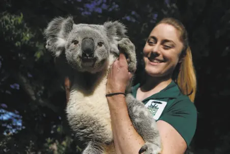  ?? Photos by Amy Osborne / Special to The Chronicle ?? San Francisco zookeeper Morgan Pyeha enjoys a waking moment with the new koala from Southern California at his new home.