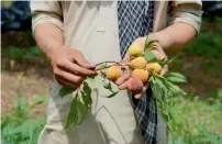  ?? Reuters Foundation Thomson ?? A farmer shows apricots that have ripened nearly a month ahead of schedule in Mardan, Khyber Pakhtunkhw­a, in April. —