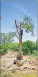  ?? HT ?? Trees transplant­ed in Shahjahan Garden area near Taj Mahal in Agra on Friday.