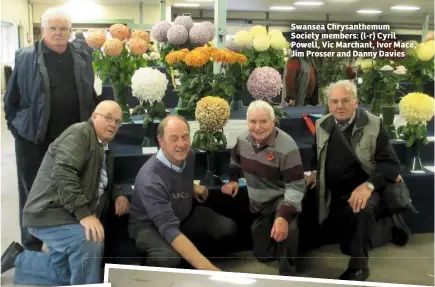  ??  ?? Swansea Chrysanthe­mum Society members: (l-r) Cyril Powell, Vic Marchant, Ivor Mace, Jim Prosser and Danny Davies