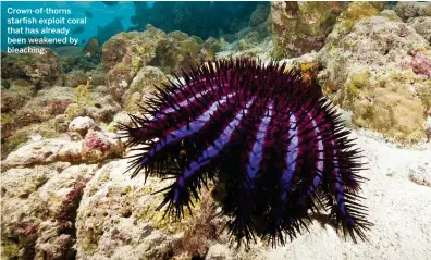  ??  ?? Crown-of-thorns starfish exploit coral that has already been weakened by bleaching.