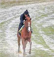  ?? [PATRICK SEMANSKY/THE ASSOCIATED PRESS] ?? Kentucky Derby winner Justify, with exercise rider Humberto Gomez aboard, gallops around the track Thursday at Pimlico Race Course in Baltimore. The Preakness Stakes horse race is scheduled to take place Saturday.