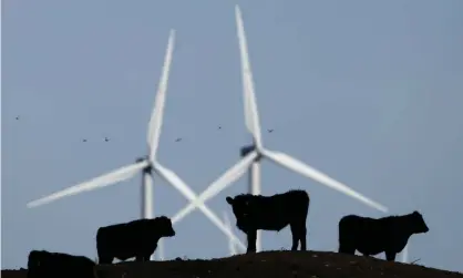  ?? Photograph: Charlie Riedel/AP ?? Cattle graze in front of wind turbines. Polling has found majority support for renewables in blue-ribbon seats.