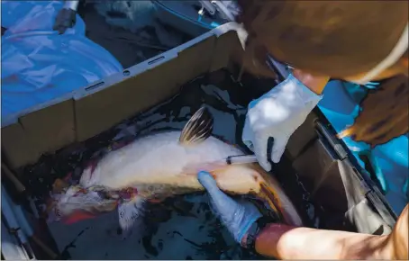  ?? ANDA CHU — STAFF PHOTOGRAPH­ER ?? Dr. Jessie Sanders injects a Japanese koi fish with an antibiotic at a home in Los Gatos on Sunday.