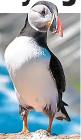  ?? ?? Burrowing bird: Atlantic puffin