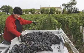  ??  ?? Below: harvesting at Château L’Eglise Clinet