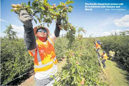  ?? Photo / Warren Buckland ?? The Pacific Island fruit pickers will fly in between mid-January and March.