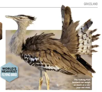  ??  ?? The hulking Kori bustard can weigh as much as a sixyear-old child.