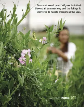  ??  ?? Perennial sweet pea (Lathyrus latifolius) blooms all summer long and the foliage is delivered to florists throughout the year.