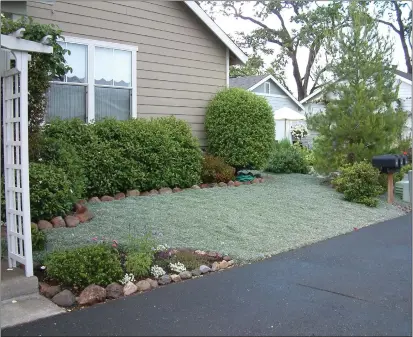  ?? COURTESY OF PLANTMASTE­R ?? Silver carpet (Dymondia margaretae) is a durable alternativ­e to grass that sprouts pretty yellow flowers in summer. It's walkable, droughttol­erant and deer-resistant.