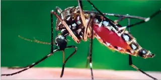  ??  ?? Mosquito Aedes Aegypti.