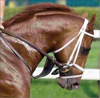  ?? BARBARA D. LIVINGSTON ?? Cowtown Cat led Ohio stallions by earnings in 2017 with more than $2 million.