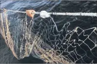  ?? PICSA PHOTO ?? Researcher­s have found far fewer cormorants became entangled in gill nets that had LED lights attached compared to nets that didn’t have lights.