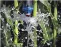  ??  ?? Corn is irrigated in August at Wagon Wheel Farms, Kansas Settlement, Arizona. MARK HENLE/THE REPUBLIC