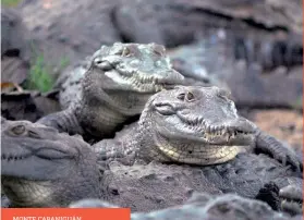  ??  ?? MONTE CABANIGUÁN AMERICAN CROCODILE HATCHERY (Crocodylus acutus)