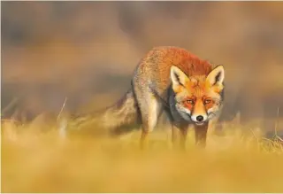  ??  ?? Foxes are the old foe and Alex has seen them trying to spook his poults so they fly out of the pens