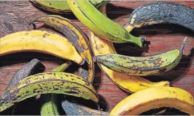  ?? STACY ZARIN GOLDBERG FOR THE WASHINGTON POST ?? If you buy plantains green, they will take about a week to start to change colours. It will take another three days to turn yellow green, and another two or three days to change to the final yellow and black.