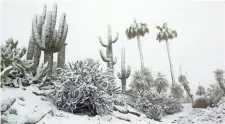  ??  ?? Above: Snow covers cactuses in Carefree. ROB SCHUMACHER/THE REPUBLIC Top: Snow blanketed the streets of downtown Flagstaff, as more than 22 inches accumulate­d Thursday. THOMAS HAWTHORNE/THE REPUBLIC