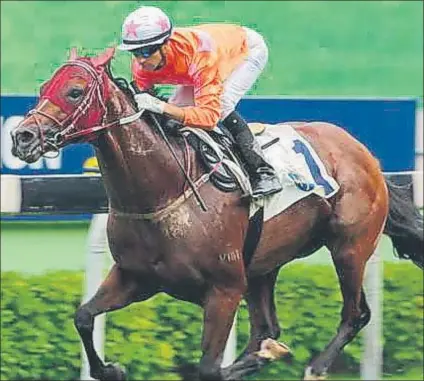  ?? FOTO: SCMP.COM ?? ‘Sir Andrew’ o ‘Helene Paragon’ se coronó este domingo como un ejemplar elevado a los alteres del turf