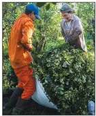  ?? ?? Workers wrap harvested yerba mate into a hauling bag.