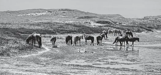  ?? CONTRIBUTE­D ?? Sydney, N.S.,-based Breton Air is now offering charter helicopter flights to Sable Island where passengers will come face to face with the hundreds of feral horses that inhabit the long, thin, crescent-shaped stretch of sandbar that is located 161 km from the nearest landfall at Canso, N.S.