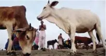  ??  ?? ALLAHABAD: Cows which are considered holy by Hindus stray around as a Hindu devotee, center, offers prayers to the Sun after bathing at Sangam in Allahabad, India. — AP