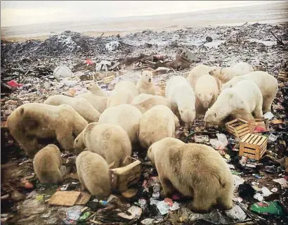  ?? INSTAGRAM ?? Nunca visto. Osos polares buscando comida en un vertedero del archipiéla­go de Nueva Zembla, entre el mar de Barents y el mar de Kara