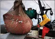  ?? Photo/AP/Robert F. Bukaty) ?? James Rich maneuvers a bulging net full of northern shrimp caught in the Gulf of Maine on Jan. 6, 2012. (File