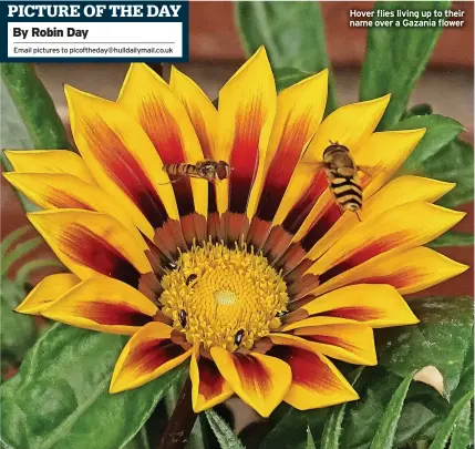  ?? ?? Hover flies living up to their name over a Gazania flower