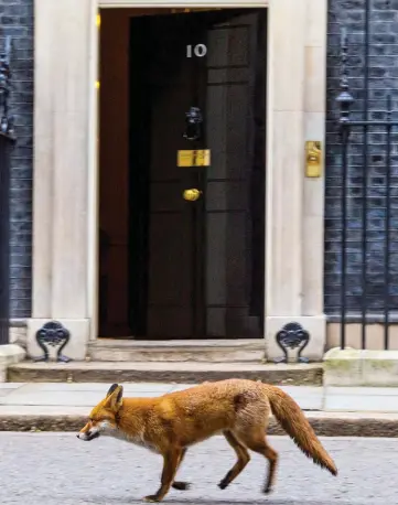  ??  ?? Bushy-tailed: The urban fox lopes along Downing Street, past the open door of No10