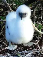  ?? Laura Beauregard / USFWS ?? A Fuzzy Booby chick tries out wobbly legs at Johnston Atoll in the United States Minor Outlying Islands.