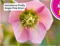  ?? ?? Helleborus Pretty Single Pink Ellen