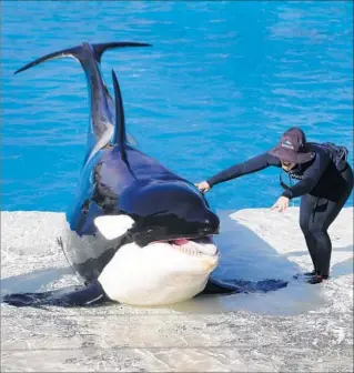  ?? Photograph­s by Howard Lipin San Diego Union-Tribune ?? A TRAINER and Kalia, a 12-year-old orca, rehearse for SeaWorld’s Orca Encounter, which opens Saturday. The 22-minute experience will replace theatrical killer whale shows.