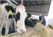  ?? Brian van der Brug Los Angeles Times ?? DAIRYMAN Joey Airoso on his family farm in Pixley. Animal operations face scrutiny in the drought.