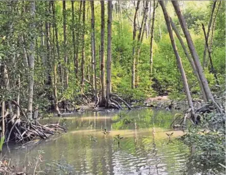  ?? FILE PIC ?? According to a 2017 study, Sabah had about 378,195ha of mangroves, which covered about 60 per cent of total mangrove areas in the country.