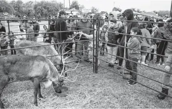  ?? Matthew Busch / Contributo­r ?? Spectators view two reindeer at Mission County Park as part of a celebratio­n for the Elf Louise anniversar­y.