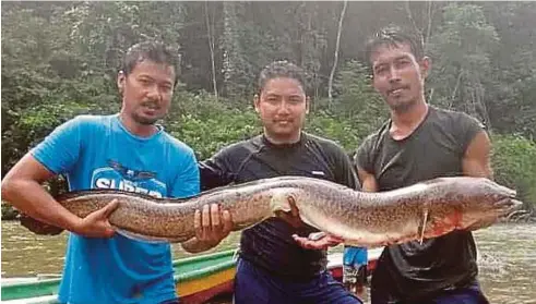  ??  ?? PEMANCING perlu bergelut sebelum dapat membawa naik ikan linang.