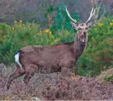  ??  ?? Here to stay?: send in your sightings of deer such as this sika stag from Ame in Dorset